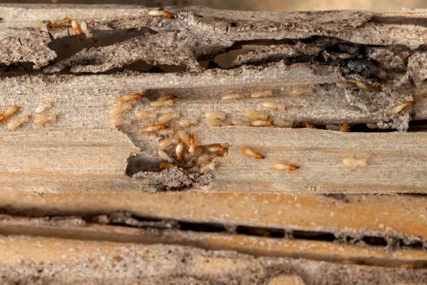 Best Pest Inspection Near Me  in Northwest Harwinton, CT