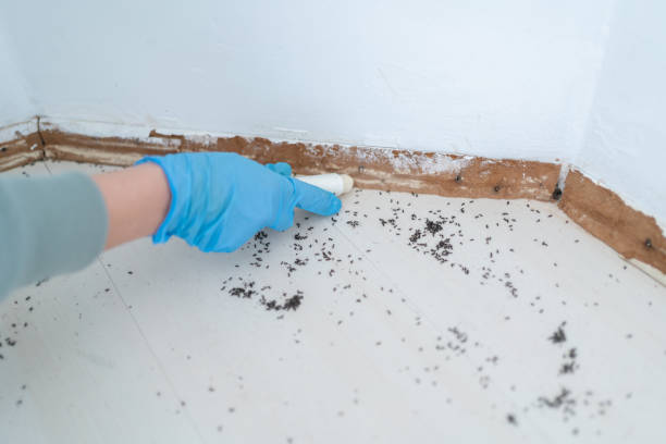 Wasp Removal Services in Northwest Harwinton, CT